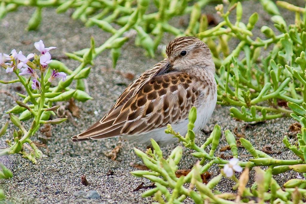 Least Sandpiper by Dow Lambert/USFWS Pacific is licensed under CC BY-NC 2.0.